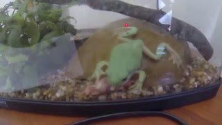 Green Tree Frog eats mouse [upl. by Lerner240]