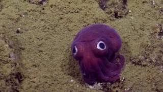 Googlyeyed Stubby Squid  Nautilus Live [upl. by Disini]