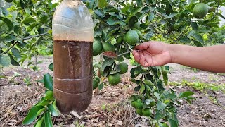 Tu limonero EXPLOTARA de Flores y Fruta🍋 Fertilizante Orgánico para tu Árbol de limón [upl. by Edylc]