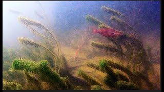 Glossolepis incisus shoaling amongst Hydrilla verticillata [upl. by Eilujna]