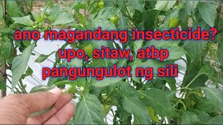 pangungulot ng sili mga insecticide sa mga gulay alamin [upl. by Aser]