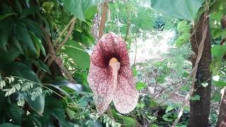 A MAIOR FLOR DO BRASIL  aristolochia elegans [upl. by Shoemaker]