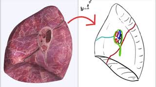 Appareil Respiratoire  Hile pulmonaire [upl. by Llecrad190]