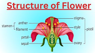 Structure of flower  Structure of flower class 10 Structure of flower drawing [upl. by Akitan]