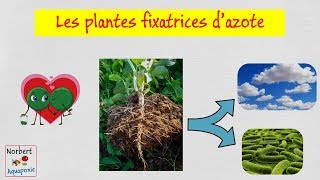 ☘️ Les plantes fixatrices dazote légumineuses [upl. by Siloa458]