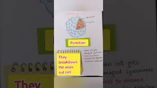 LYSOSOMES Suicidal BagFundamental Unit of lifeClass 9 Science [upl. by Gael]