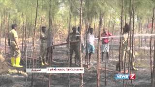 Casuarina Trees in 10 acres gutted in Thiruttani [upl. by Keeler]