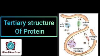 Tertiary Structure of Proteins [upl. by Sax]