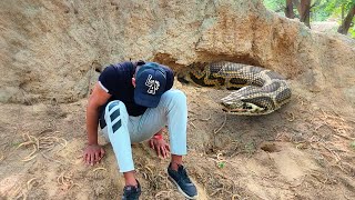 Anaconda Snake in Real Life Video 2 [upl. by Aelak]