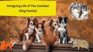 Intriguing Life of The Canidae Dog Family [upl. by Haik921]