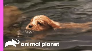 Retriever Pups Learn How To Swim  Too Cute [upl. by Avihs855]