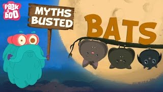 Bats – Myths Busted  The Dr Binocs Show  Learn Videos For Kids [upl. by Relly951]