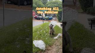 Catching all the bubbles 🫧 frenchie frenchiesofyoutube pets cute dog puppy bubble [upl. by Donata]