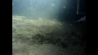 UNDERWATER VIDEO OF MACROBRACHIUM ROSENBERGII [upl. by Esaertal]