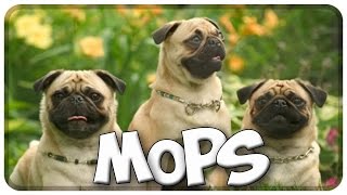 Der MOPS im Rasseportrait 3 JulisTierwelt  pug [upl. by Llerrom]