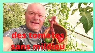 le mildiou effeuillage et aération pour vos tomates [upl. by Nuhsar]