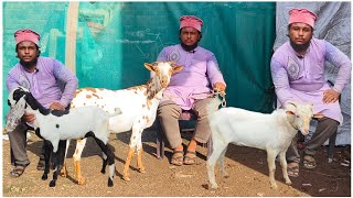 Quality Barbari Bantam and Beetal at MS Bantam farm Aurangabad Maharashtra [upl. by Bronny]