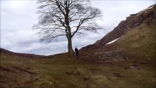 Sycamore Gap Hadrians Wall [upl. by Ralyks]