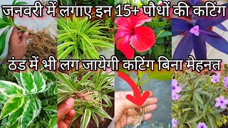 जनवरी में कटींग से लगने वाले 15 से ज्यादा पौधे  Grow This 15  Plant Cutting in January Month [upl. by Atinna582]