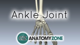 Ankle Joint  3D Anatomy Tutorial [upl. by Drue]