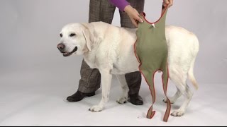 Fitting Instruction for Piccobello Dog Diapers for Large Male Dogs [upl. by Bee]