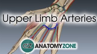 Upper Limb Arteries  Hand and Wrist  3D Anatomy Tutorial [upl. by Auhsuoj]