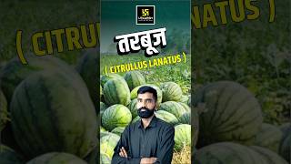 तरबूज  Citrullus Lanatus  watermalon shorts utkarshagricultureclasses gyarsilalsir [upl. by Marelya808]