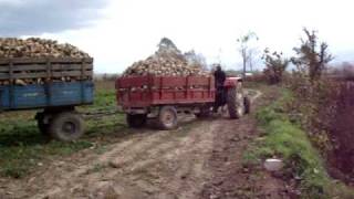 steyr tractor Sugar Beet Harvest [upl. by Dede]