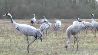 Les Grues Cendrées du lac du Der [upl. by Anaeel]