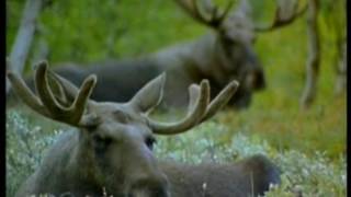 Grandes DocumentalesLaponia La Tierra Del Sol De Medianoche [upl. by Aicilif]