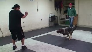 Dog Attack Training on Command with no Equipment K91com [upl. by Elatnahs847]