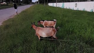 Pastoreando a nuestra cabra 🐐 mascota y sus cabritos tarde otoñal [upl. by Aillemac]