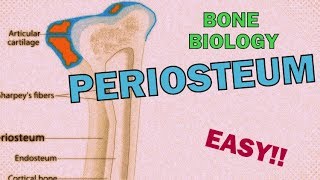 What is the PERIOSTEUM RAPID REVIEW  BONE BIOLOGYOSTEOLOGY [upl. by Yztim485]