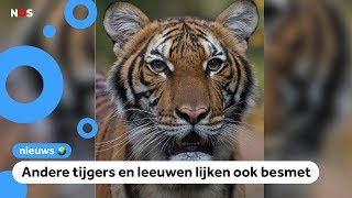 Tijger in dierentuin New York heeft corona [upl. by Nilo]