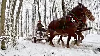 SAWING A HUGE PINE LOGGING AFTER A STORM 619 [upl. by Turtle741]