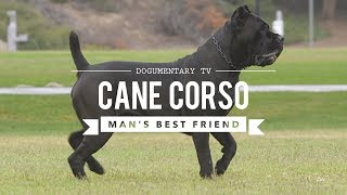 CANE CORSO MANS BEST FRIEND [upl. by Churchill]