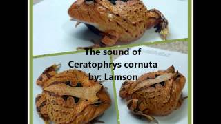 The Sound of Ceratophrys cornuta 霸王角蛙 [upl. by Aitas]