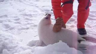 Baby seal squeals [upl. by Beisel]