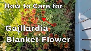 How to Care for a Gaillardia or Blanket Flower  Tips and Trick  How Big to They Grow [upl. by Sturdivant]