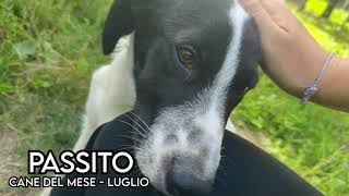 Passito  Cane del Mese Luglio 2023 [upl. by Rana]