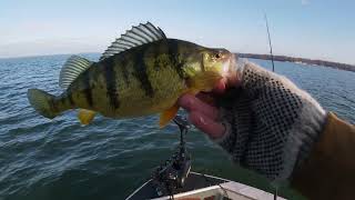 Lake Erie Perch Drop shot w livescope [upl. by Dareg]