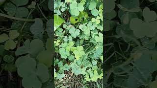 oxalis plant ☘️ latest collection growing capacity more ampmore yshorts🙏🙏please like ampsubscribe [upl. by Manvil]