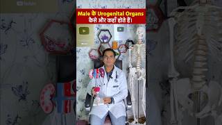 पुरूष जननांग एवं प्रजनन अंग । Male Urogenital systems viral shorts [upl. by Ensign]