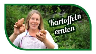 Kartoffeln anbauen 🥔 im Kübel und der Tonne 🥔 Unsere Kartoffelnsorten [upl. by Agnimod]