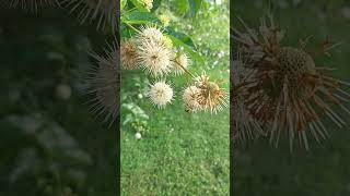 Bees amp Butterflies on Buttonbush backyardbees garden pollinate [upl. by Muller]