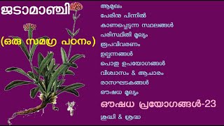 ജടാമാഞ്ചി  മാഞ്ചി  ജഡാമാഞ്ചി  Nardostachys jatamansi  Jatamansi  Spikenard  Muskrootplant [upl. by Treva]