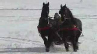 Friesian Horse Sleigh 2008 [upl. by Roede127]