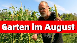 Garten im August  von Kohl Mais Saatgut leckerem Salat zum Grillen und einer Zeitreise [upl. by Lekym]