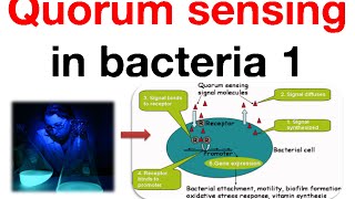 Quorum sensing in bacteria 1 [upl. by Kolivas]