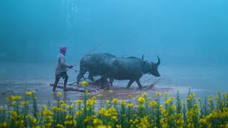 Winter in Bangladesh  Nihal Ahmed [upl. by Lowney]